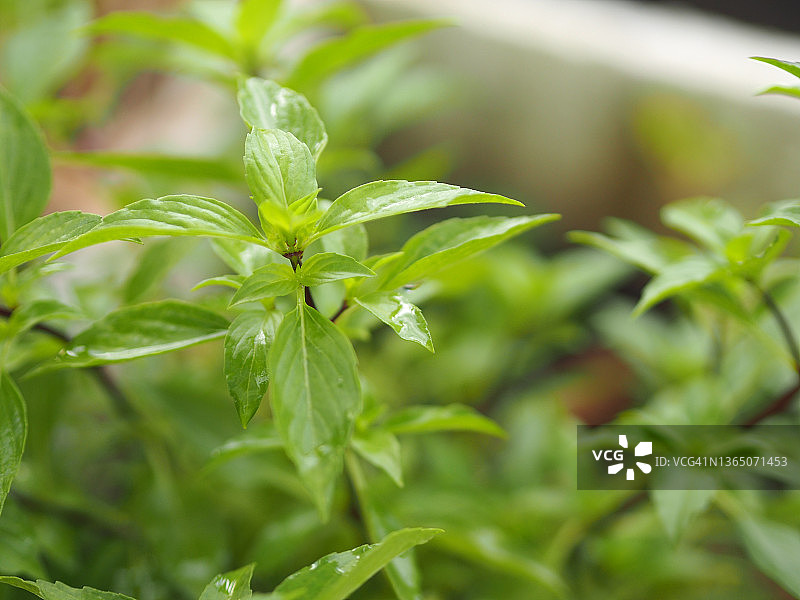 甜罗勒与泰国罗勒叶子图片素材