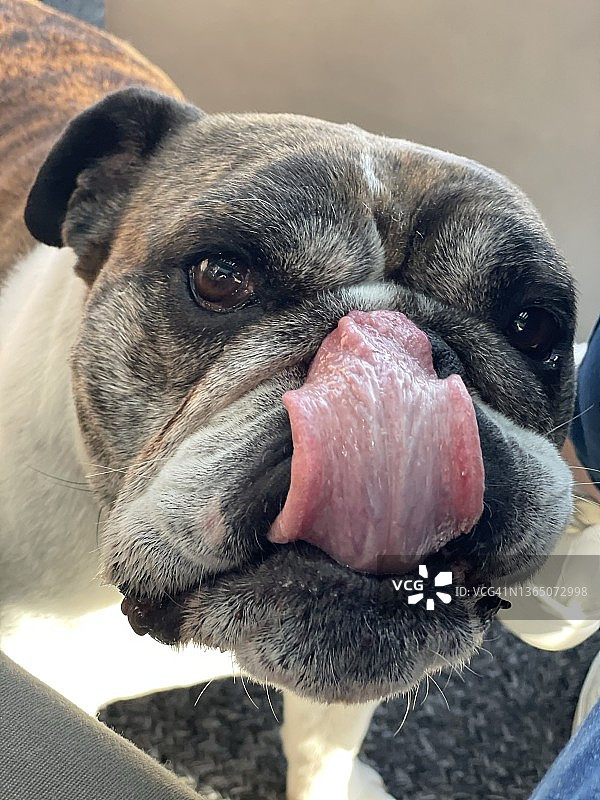 斗牛犬的舌头图片素材