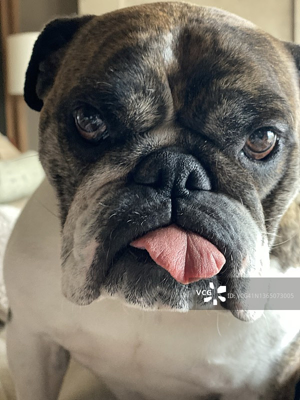 漂亮的斗牛犬2图片素材