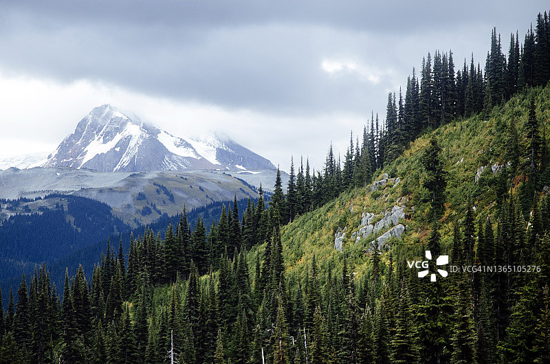 加拿大落基山脉中茂盛的花旗松树林和雪山图片素材