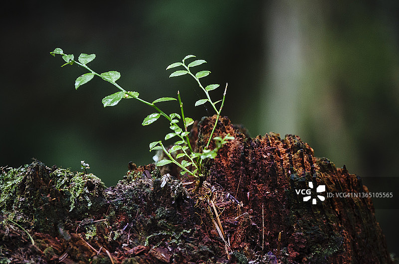 雨林中腐烂树桩上长出的新芽图片素材