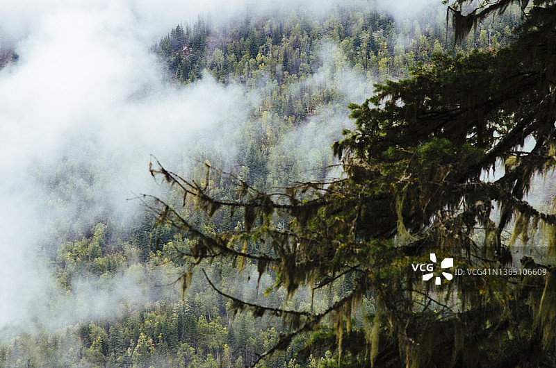 加拿大落基山脉松树林中的清晨薄雾图片素材