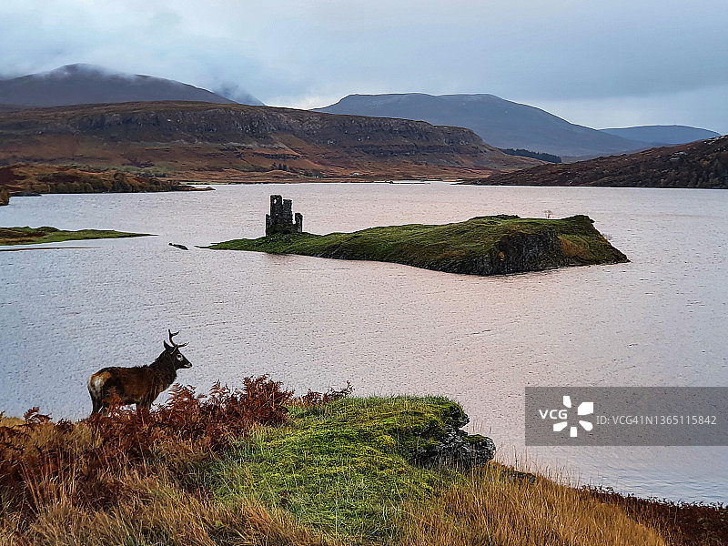 英国苏格兰高地，带有雄鹿的阿德弗雷克城堡图片素材