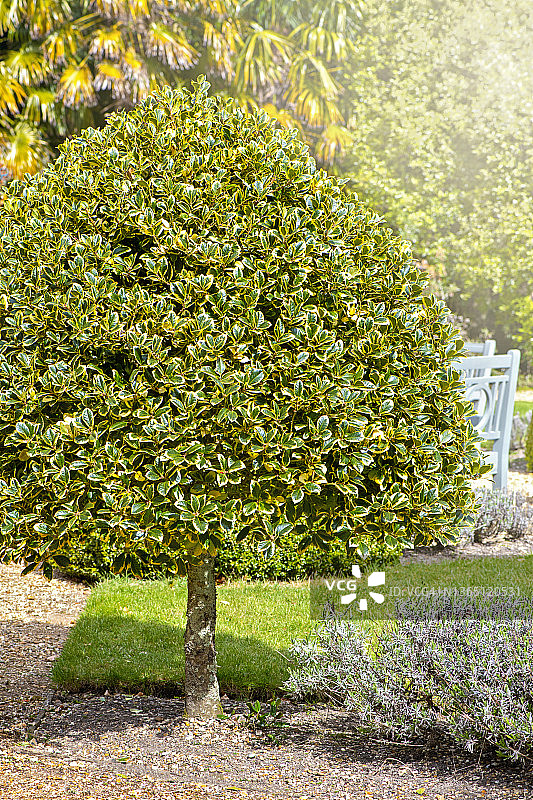 常绿灌木黄边大叶黄杨图片素材