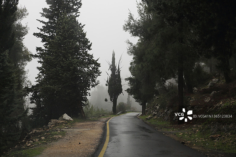 耶路撒冷森林中的雨、雾和针叶树图片素材