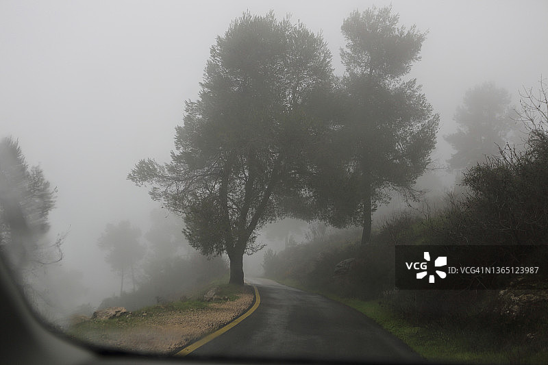 耶路撒冷森林中的雨、雾和针叶树图片素材
