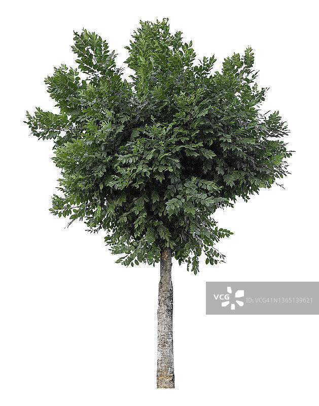 白色背景下的大绿树，带裁剪路径图片素材