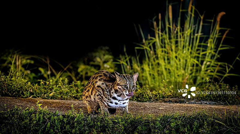 豹猫，雄性，夜晚的猎手图片素材
