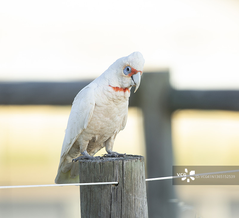 长嘴凤头鹦鹉图片素材