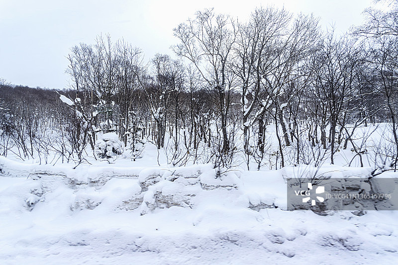 森林中降雪的冬季景色图片素材