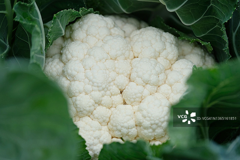 白色菜花图片素材