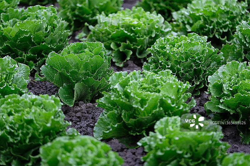 田野中生长的巴达维亚莴苣图片素材