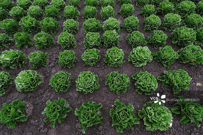 田野中生长的巴达维亚莴苣图片素材