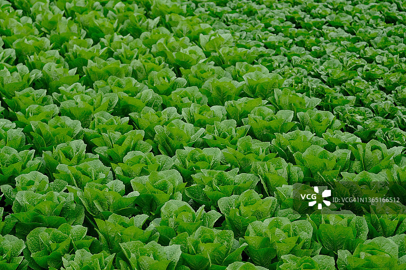 田野里生长的生菜图片素材
