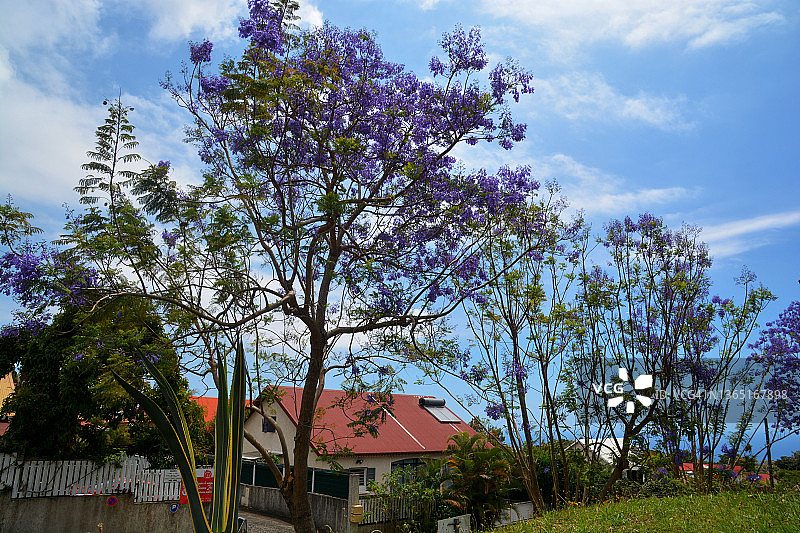 留尼汪岛盛开的蓝花楹图片素材