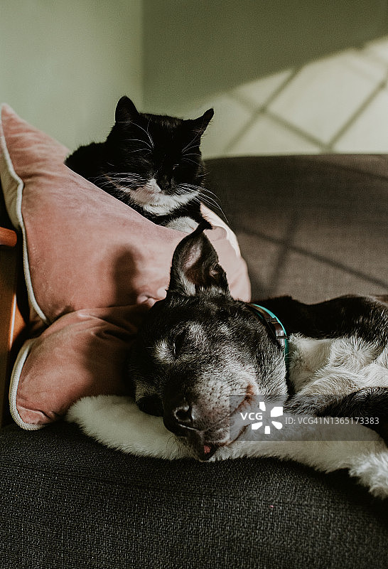 阳光明媚的房间里，一只黑猫和一只黑狗一起午睡图片素材