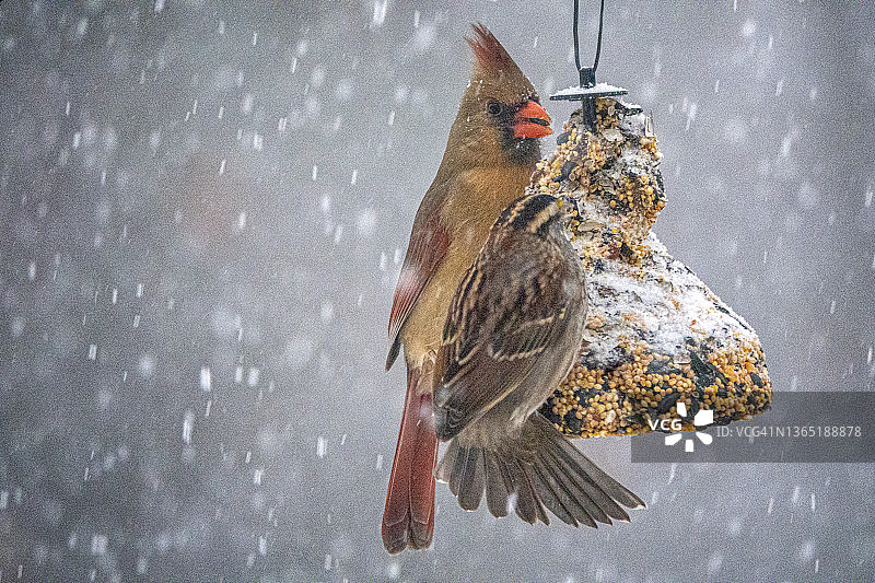雌性北美红雀与麻雀图片素材