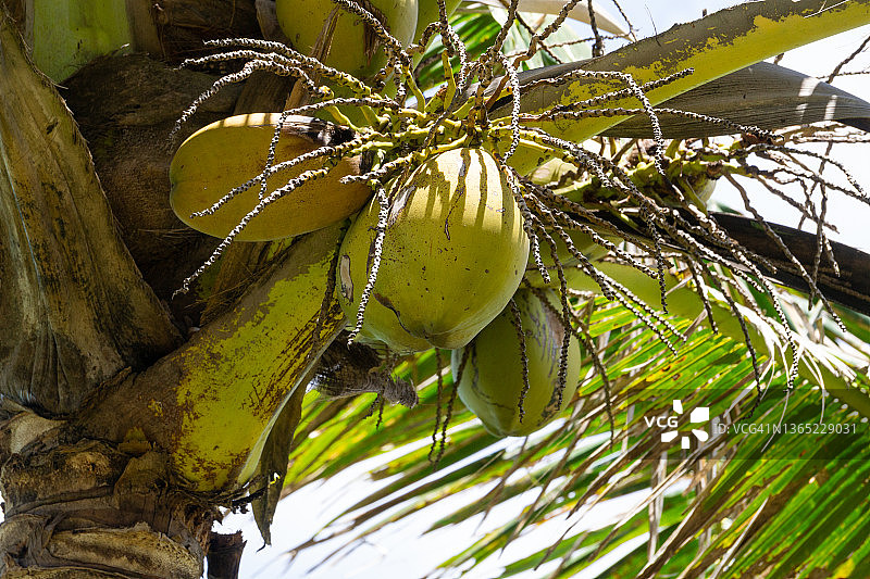 椰子树图片素材