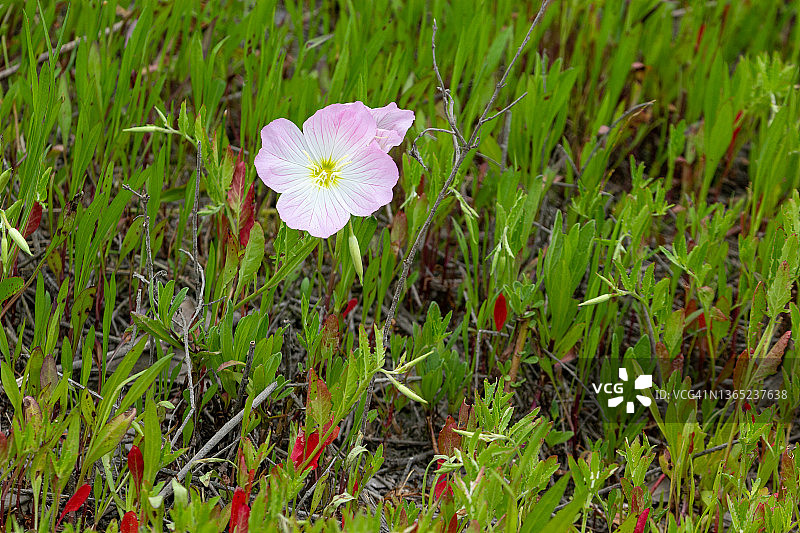 粉红佳人花（月见草属）图片素材