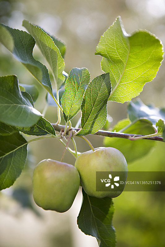 树枝上的两个苹果图片素材