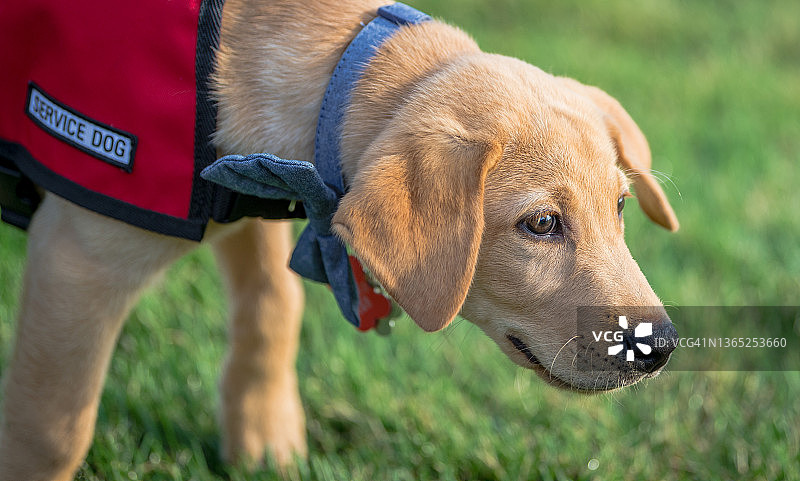 接受导盲犬训练的黄色拉布拉多寻回犬，身穿导盲犬背心图片素材