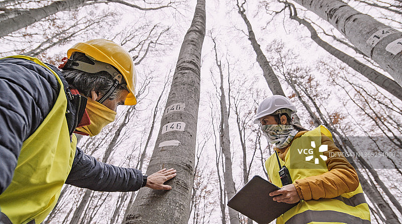 生态学家在山毛榉森林中进行实地考察，关注生态系统保护和可持续发展，团队合作。图片素材
