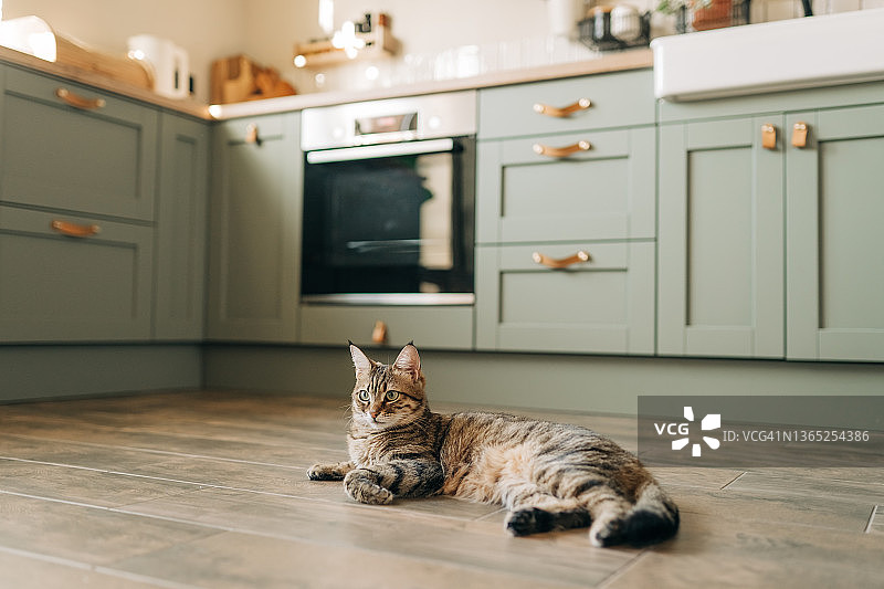 漂亮的家猫在浅蓝色房间里休息图片素材