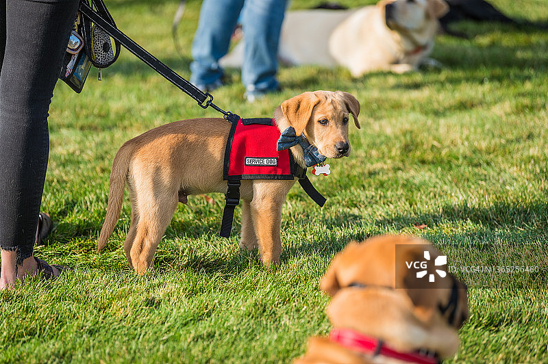 接受导盲犬训练的黄色拉布拉多寻回犬，身穿导盲犬背心图片素材
