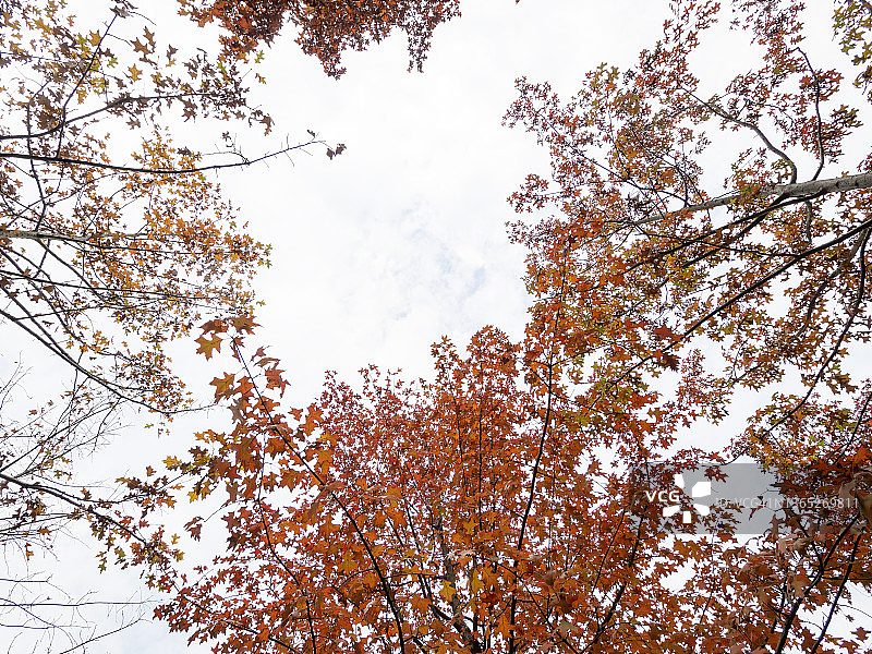 蓝天下的红枫叶图片素材