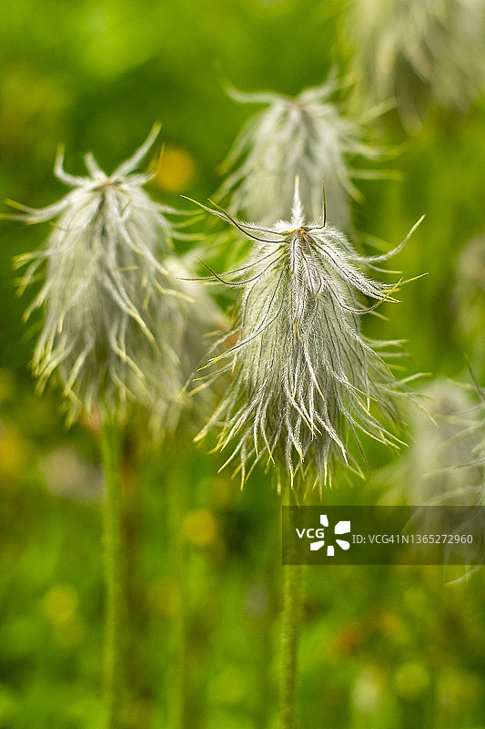 西部白头翁图片素材