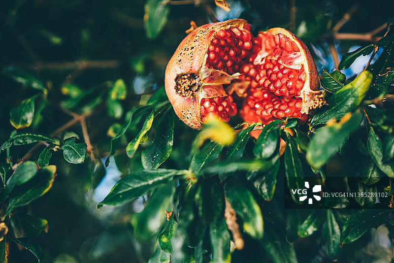 悬挂着的石榴图片素材