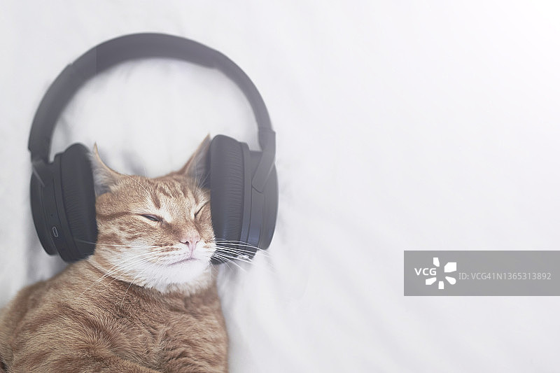 戴耳机听音乐的红猫图片素材