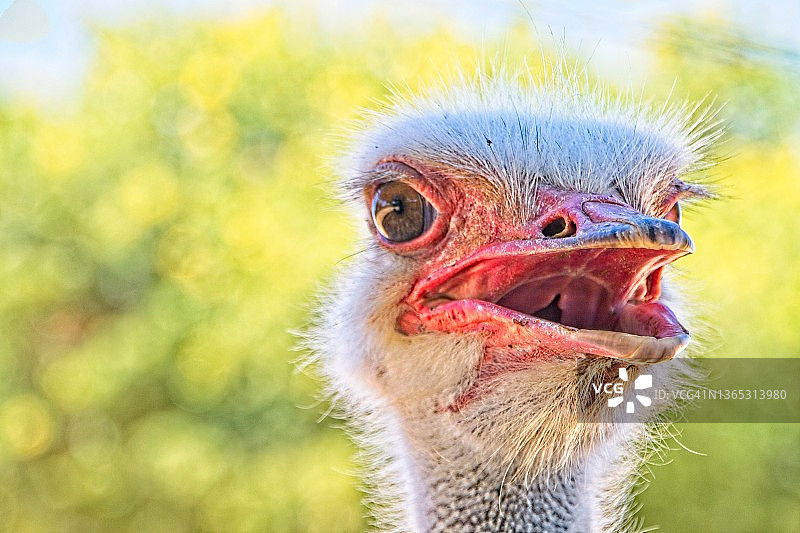 好奇的鸵鸟图片素材