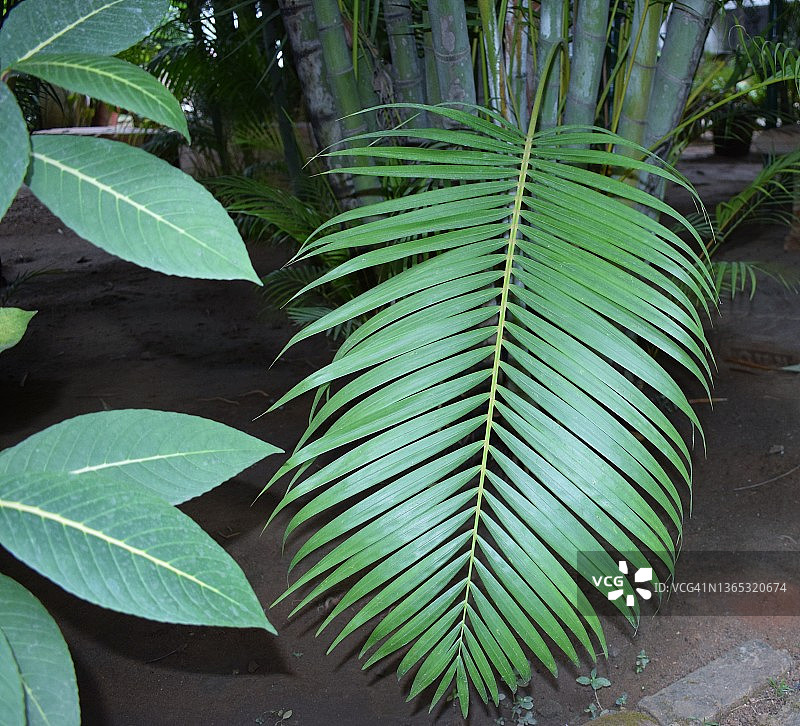 对称分布的棕榈树叶图片素材