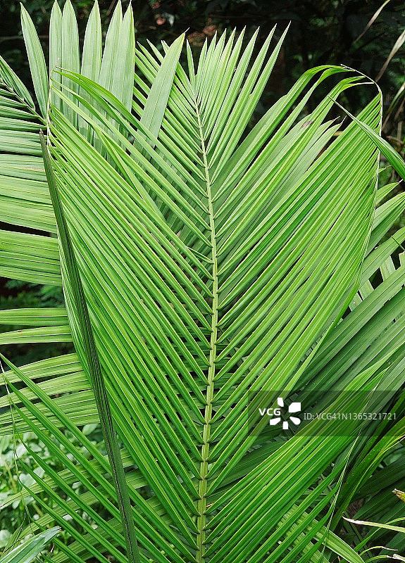 鲜绿色琴叶棕榈叶与自然纹理图片素材