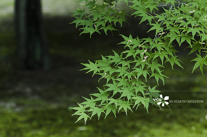 绿色日本枫叶图片素材