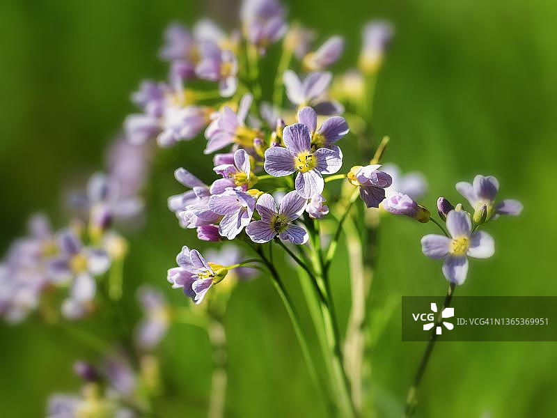 德国北莱茵-威斯特法伦州草甸上的杜鹃花图片素材