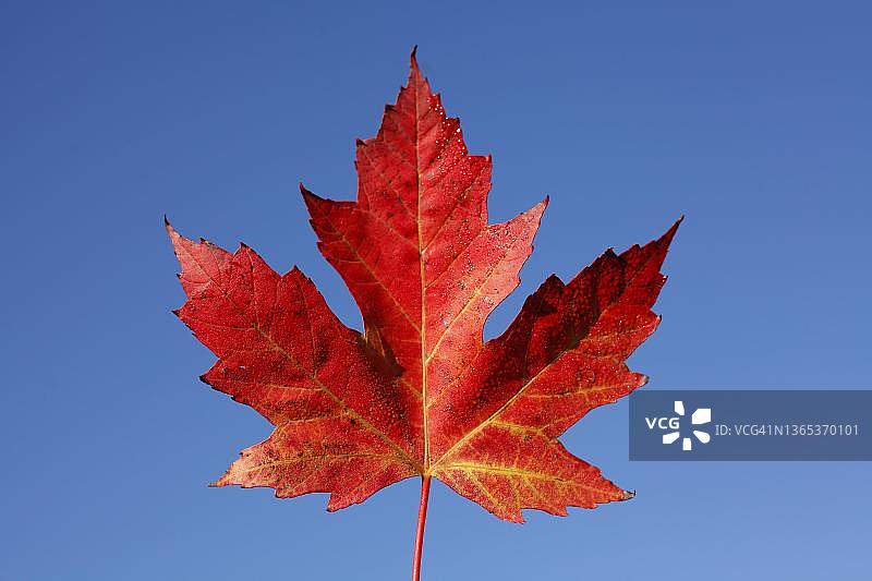 德国红枫叶与蓝天图片素材