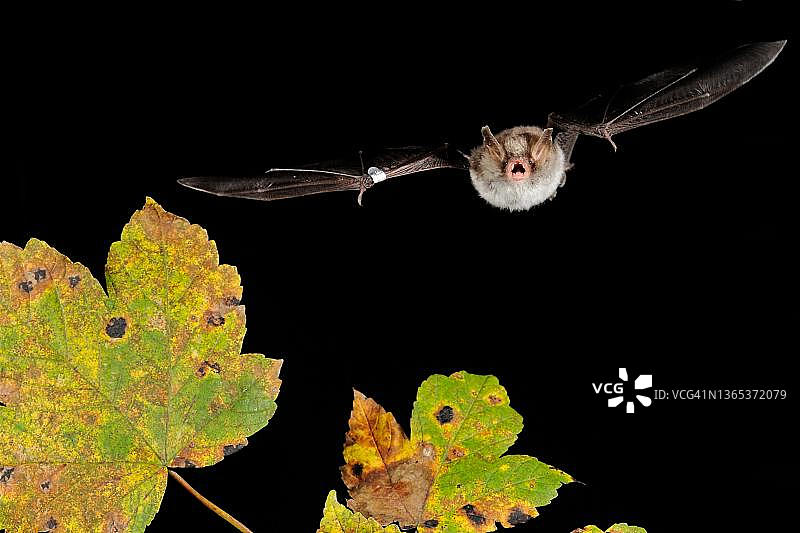 纳氏蝙蝠飞行，图林根，德国图片素材