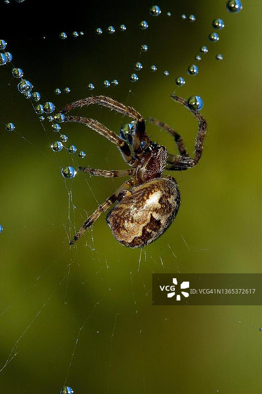 德国北莱茵-威斯特法伦的结网蛛图片素材