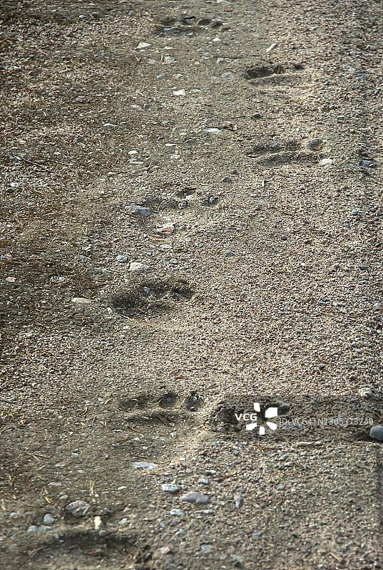 在瑞典哈姆拉附近发现的欧洲棕熊（Ursus arctos arctos）的足迹图片素材