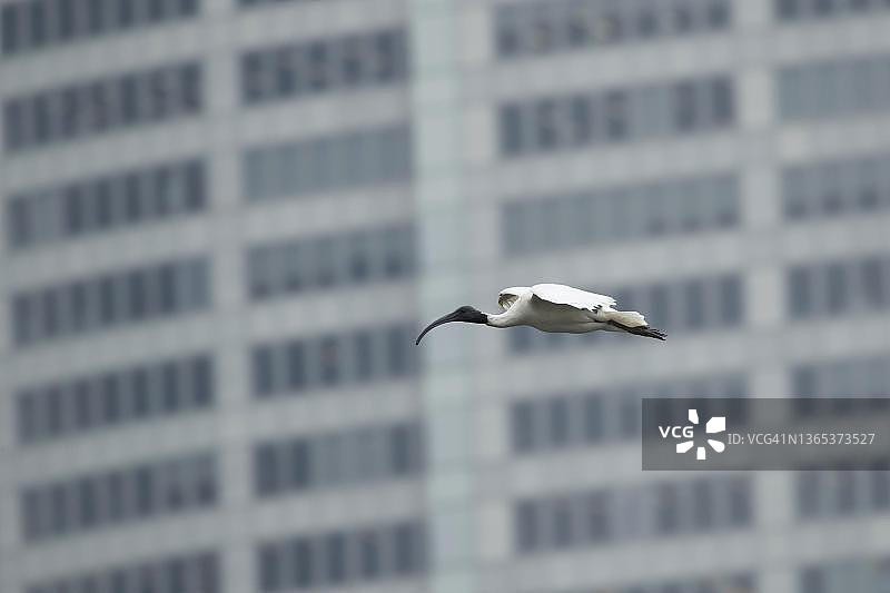 澳洲白鹮飞翔，背景是悉尼新南威尔士州的建筑图片素材