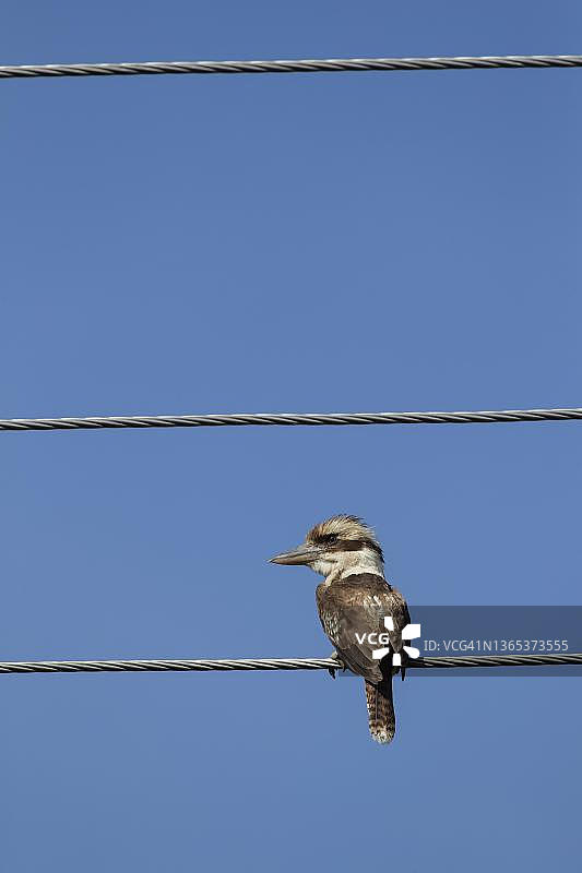 笑翠鸟栖息在电线上（维多利亚州，肯尼特河）图片素材