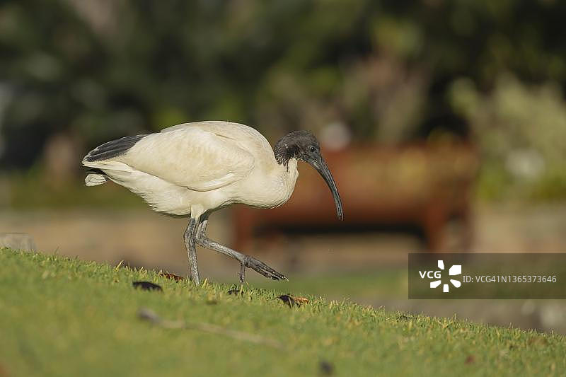 澳大利亚白琵鹭在公园里行走，新南威尔士州悉尼图片素材