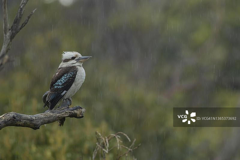 澳洲笑翠鸟，栖息于维多利亚州肯尼特河的树枝上图片素材