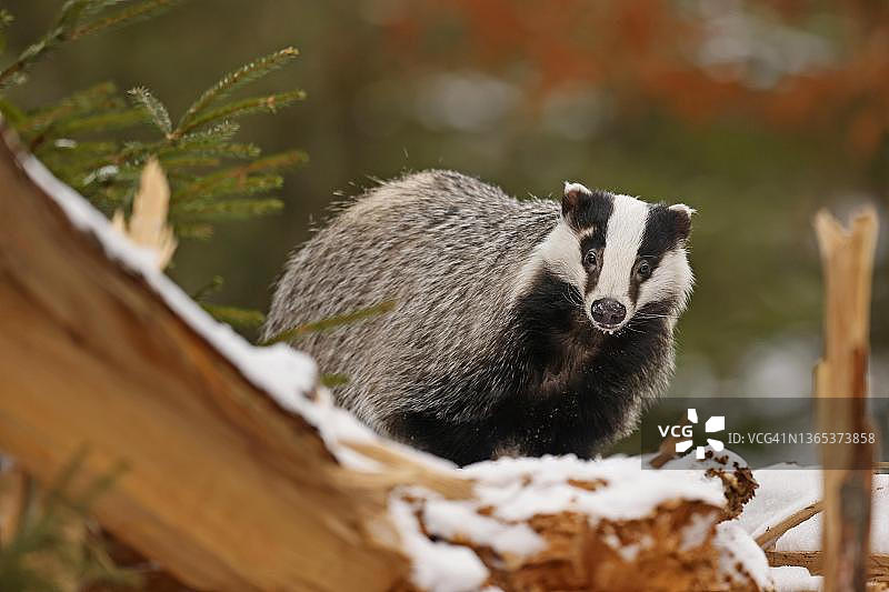 雪覆盖的树干上的欧洲獾，捷克共和国图片素材