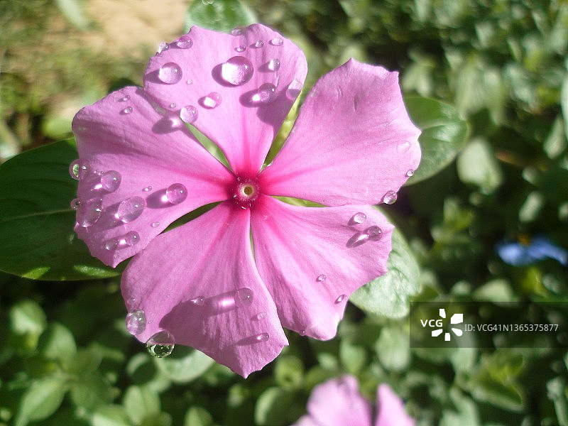 雨后马蹄莲花园里一朵粉色的长春花图片素材