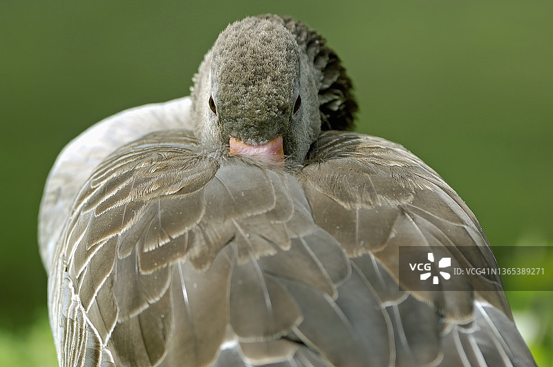 灰雁鹅休息图片素材