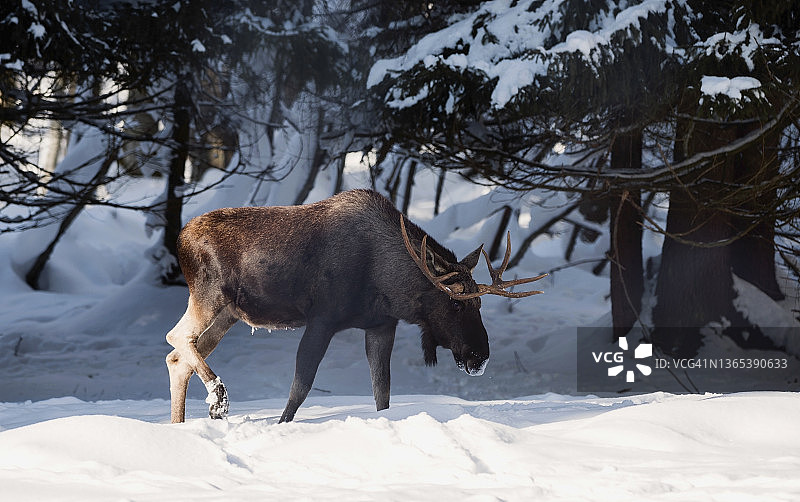 冬季森林中的麋鹿图片素材