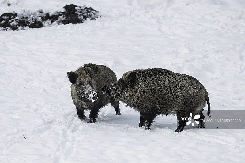 雌性和雄性野猪图片素材